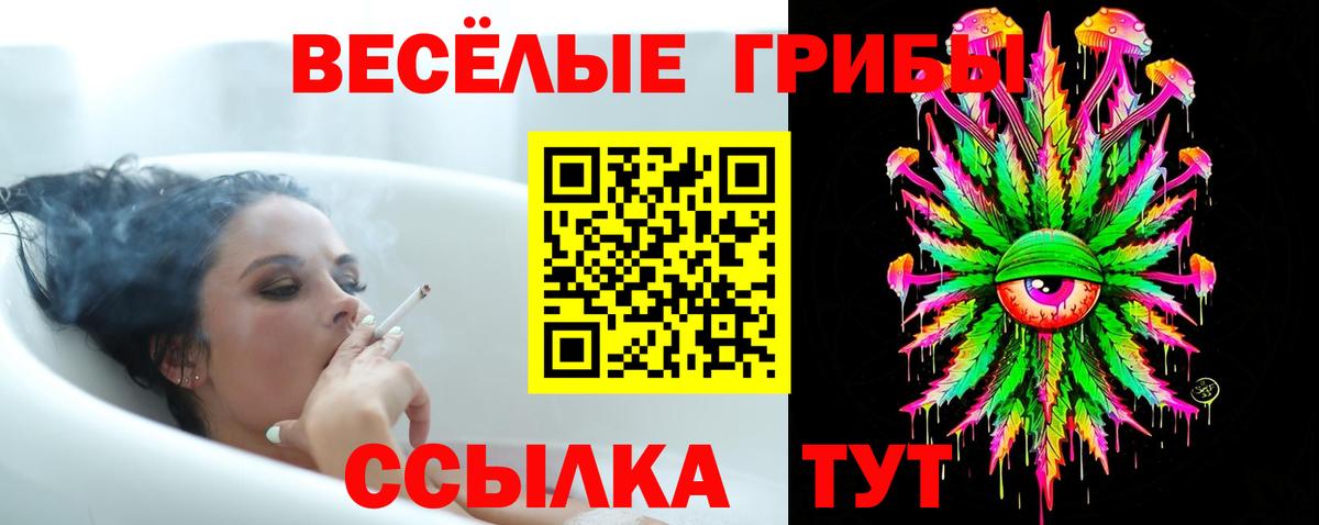Галлюциногенные грибы Psilocybe Брянск